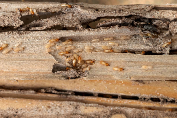 Best Pest Control for Businesses  in Boyceville, WI
