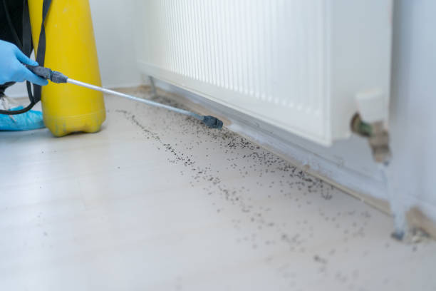 Insect Control in Boyceville, WI