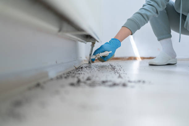 Best Flea Control Services  in Boyceville, WI